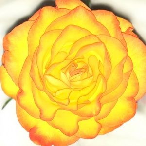 Meet your Posher, Lynn